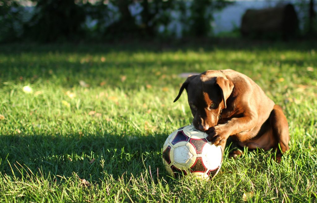 Viral το μικρό σκυλάκι που «παίζει» ποδόσφαιρο!