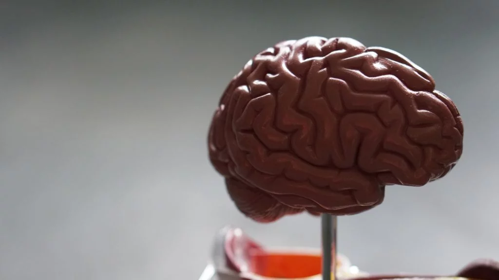 Ο μύθος για τον ανθρώπινο εγκέφαλο που… για κάποιο λόγο πιστεύουμε ακόμα