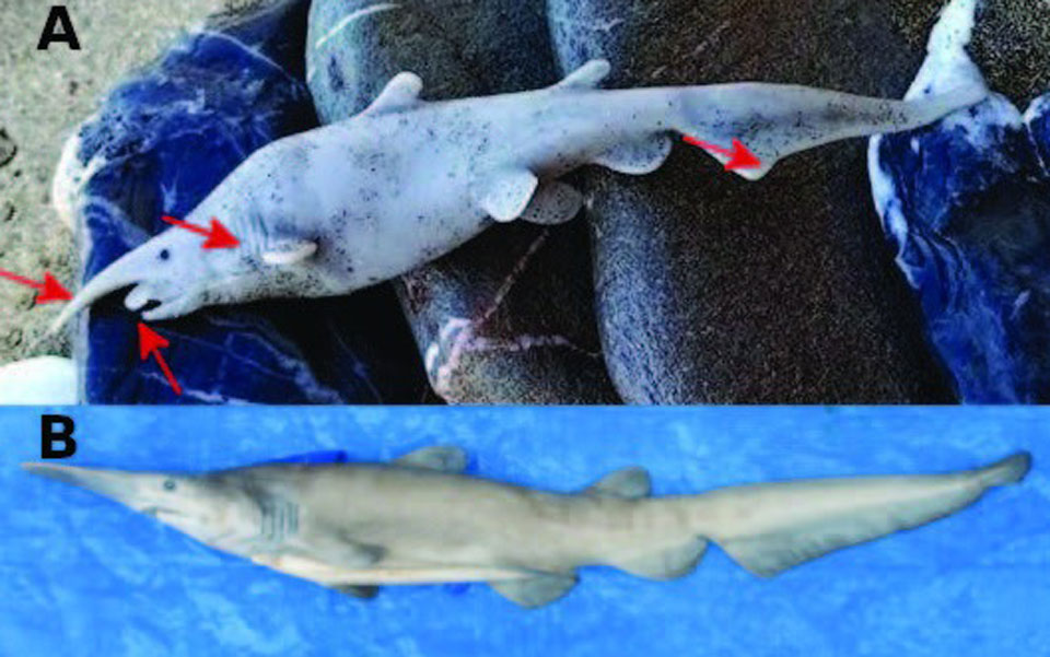Ο πρώτος καρχαρίας – καλικάντζαρος στη Μεσόγειο, ή πλαστικό παιχνίδι; Επιστημονική διαμάχη για το εύρημα