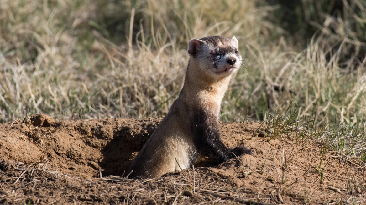 Ένα… κουνάβι βύθισε στο σκοτάδι πολλές περιοχές