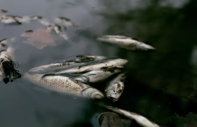 Αυστραλία: Εκατομμύρια νεκρά ψάρια σε ποταμό από έλλειψη οξυγόνου και τοξικά φύκια