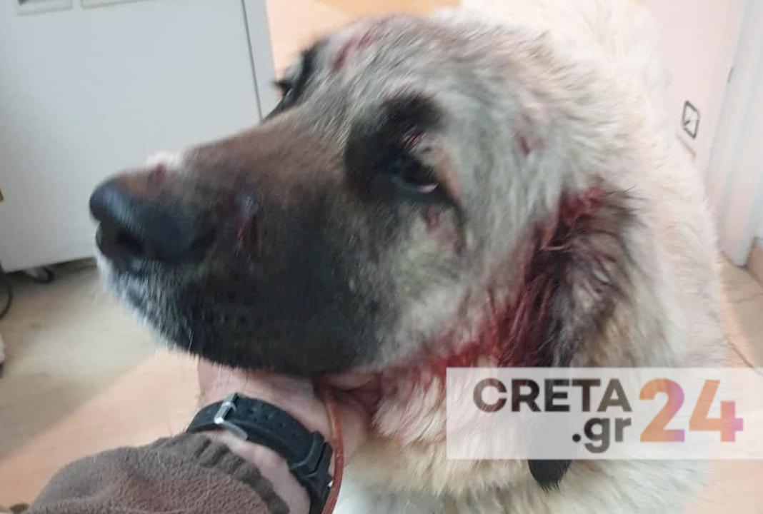 Κρήτη: Πυροβόλησε σκύλο μπροστά σε δύο μικρά παιδιά