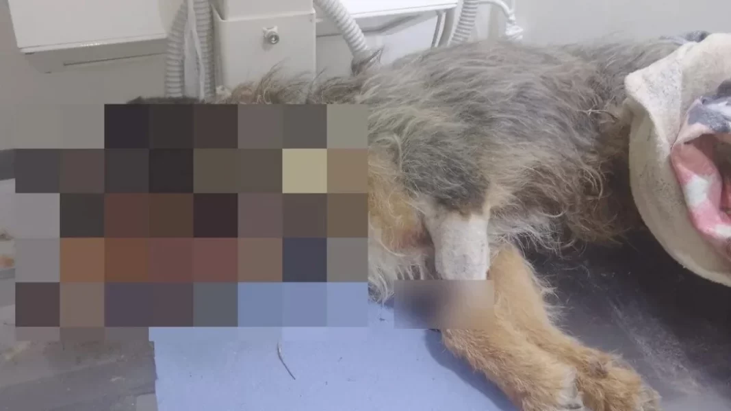 Φρίκη: Πυροβόλησαν σκύλο 10 φορές και τον πέταξαν στα σκουπίδια