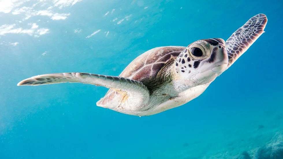 Εντοπίστηκαν «τρομακτικά» πετρώματα πλαστικών σε καταφύγιο θαλάσσιων χελωνών στη Βραζιλία