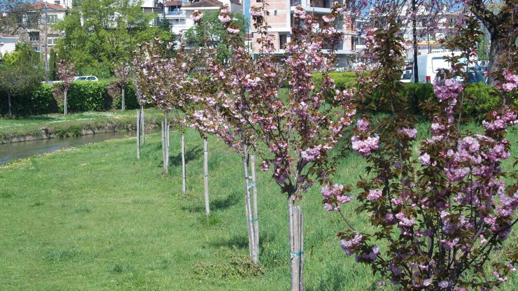 Ο Ληθαίος ποταμός γέμισε κερασιές και οι εικόνες εντυπωσιάζουν