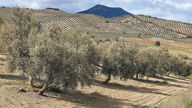 Εκτίναξη έως 60% των τιμών ελαιολάδου λόγω ξηρασίας