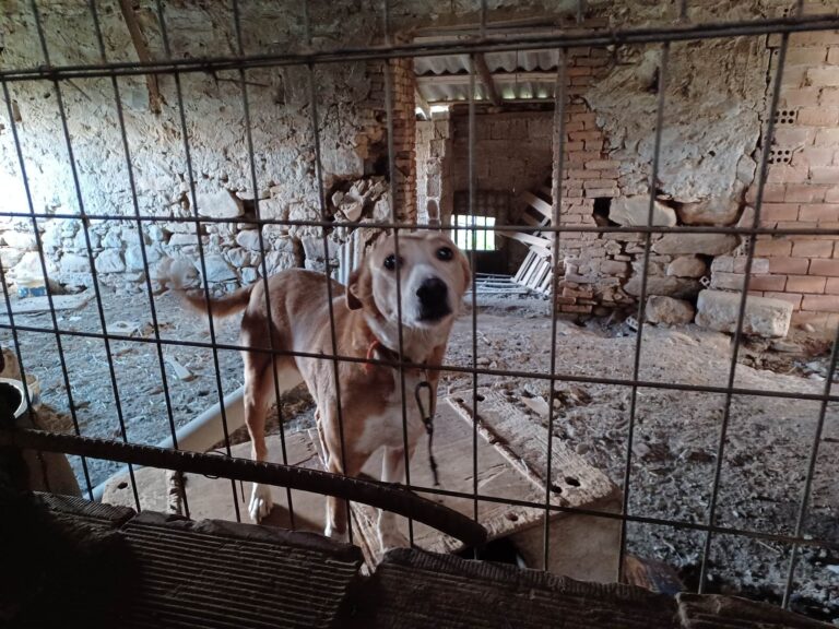 Kρήτη: Συγκλονίζουν οι εικόνες από κακοποιημένα ζώα σε χωριό - Συνελήφθη ο ιδιοκτήτης