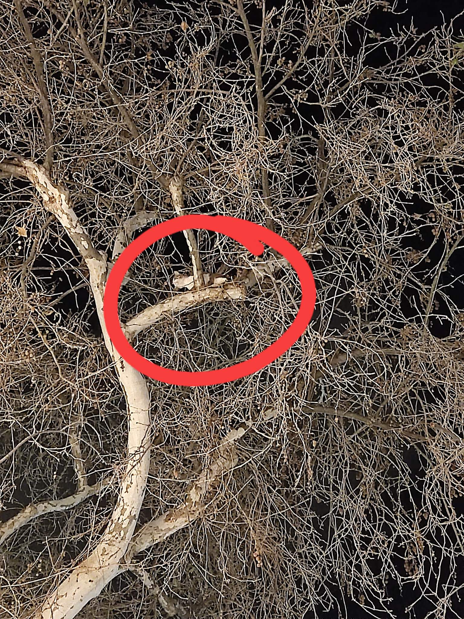 Ηράκλειο: Κίνδυνος για γατάκι που βρίσκεται πάνω σε δέντρο εδώ και τρεις ημέρες