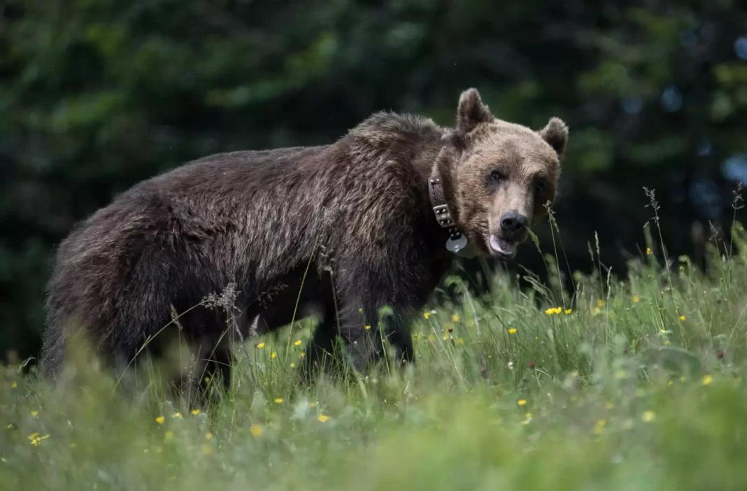 Αρκούδα προκάλεσε ζημιές σε καλλιέργειες (βίντεο)