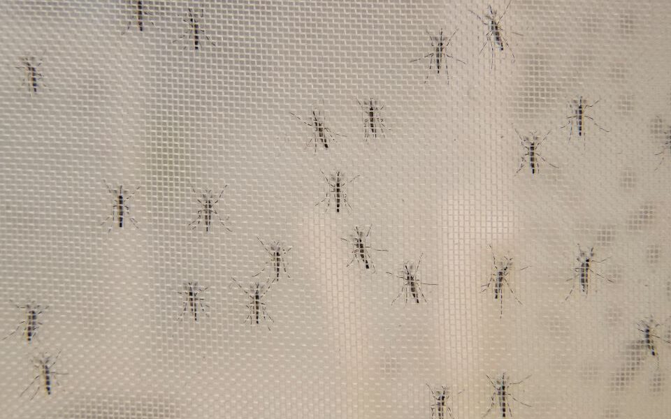 δάγκειος πυρετός και Zika σε έξαρση το καλοκαίρι