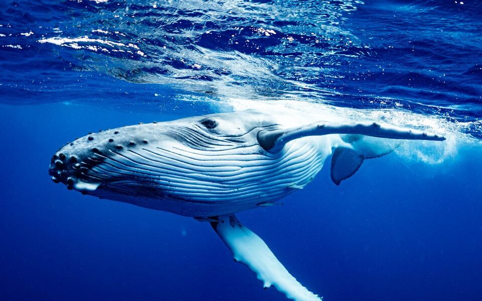 Κάμερες καταγράφουν φάλαινες να κάνουν «σπα» και παρέα «όπως οι άνθρωποι»