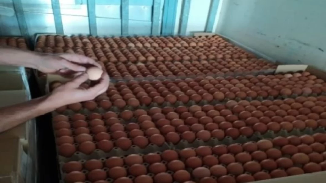 Το ΣΔΟΕ κατάσχεσε 300.000 αυγά από τη Βουλγαρία με προορισμό την Κρήτη – Θα τα «βάφτιζαν» ελληνικά λόγω Πάσχα