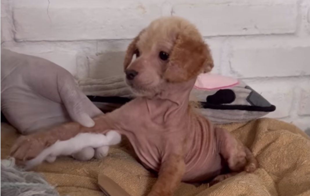 Δείτε βίντεο: Η μεταμόρφωση της σκυλίτσας Αΐλα που βρέθηκε σε άθλια κατάσταση και έγινε... αγνώριστη