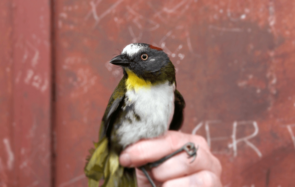Πουλιά με δηλητηριώδη φτερά ανακαλύφθηκαν στη Νέα Γουινέα