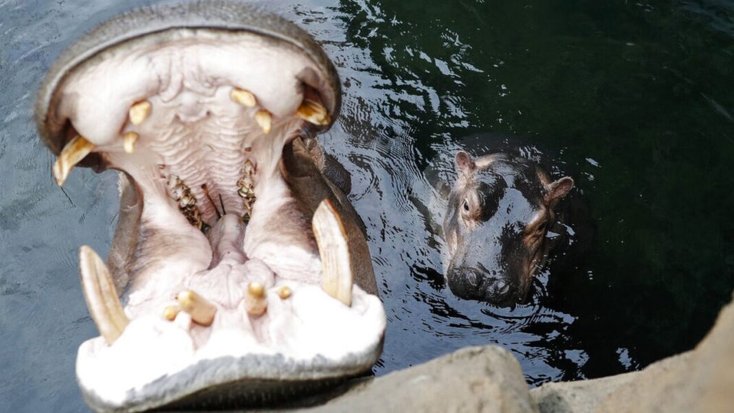 «Ιποππόταμος με κατάπιε μέχρι τη μέση»: Ξεναγός επέζησε επίθεσης και περιγράφει την ιστορία του