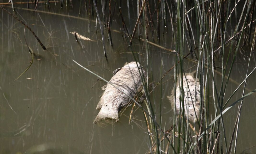 Η λειψυδρία αφήνει τα «σημάδια» της – Ξεβράστηκαν νεκρά ψάρια