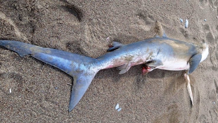 Μεγάλος καρχαρίας ξεβράστηκε σε παραλία της Κρήτης