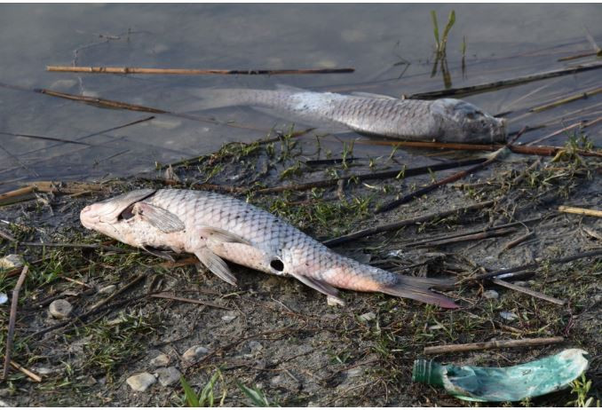 Η λίμνη γέμισε με νεκρά ψάρια - Μεγάλη ανησυχία για το οικοσύστημα (εικόνες)