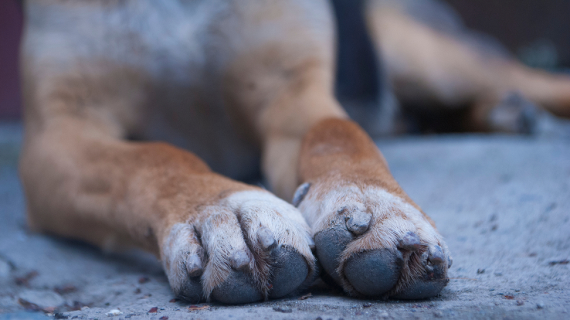 Άγνωστος πυροβόλησε αδέσποτη σκυλίτσα