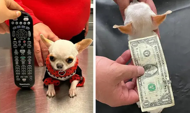 Το μικρότερο σκυλάκι στον κόσμο είναι όσο ένα χαρτονόμισμα του ενός δολαρίου
