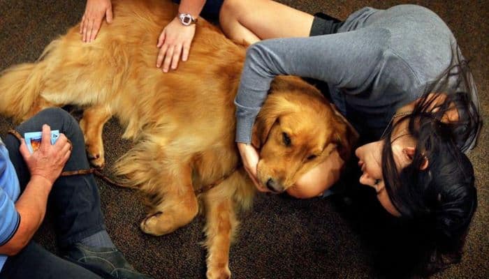 Hράκλειο: Ενημερωτικές επισκέψεις σε σχολεία με την συμμετοχή θεραπευτικών σκύλων