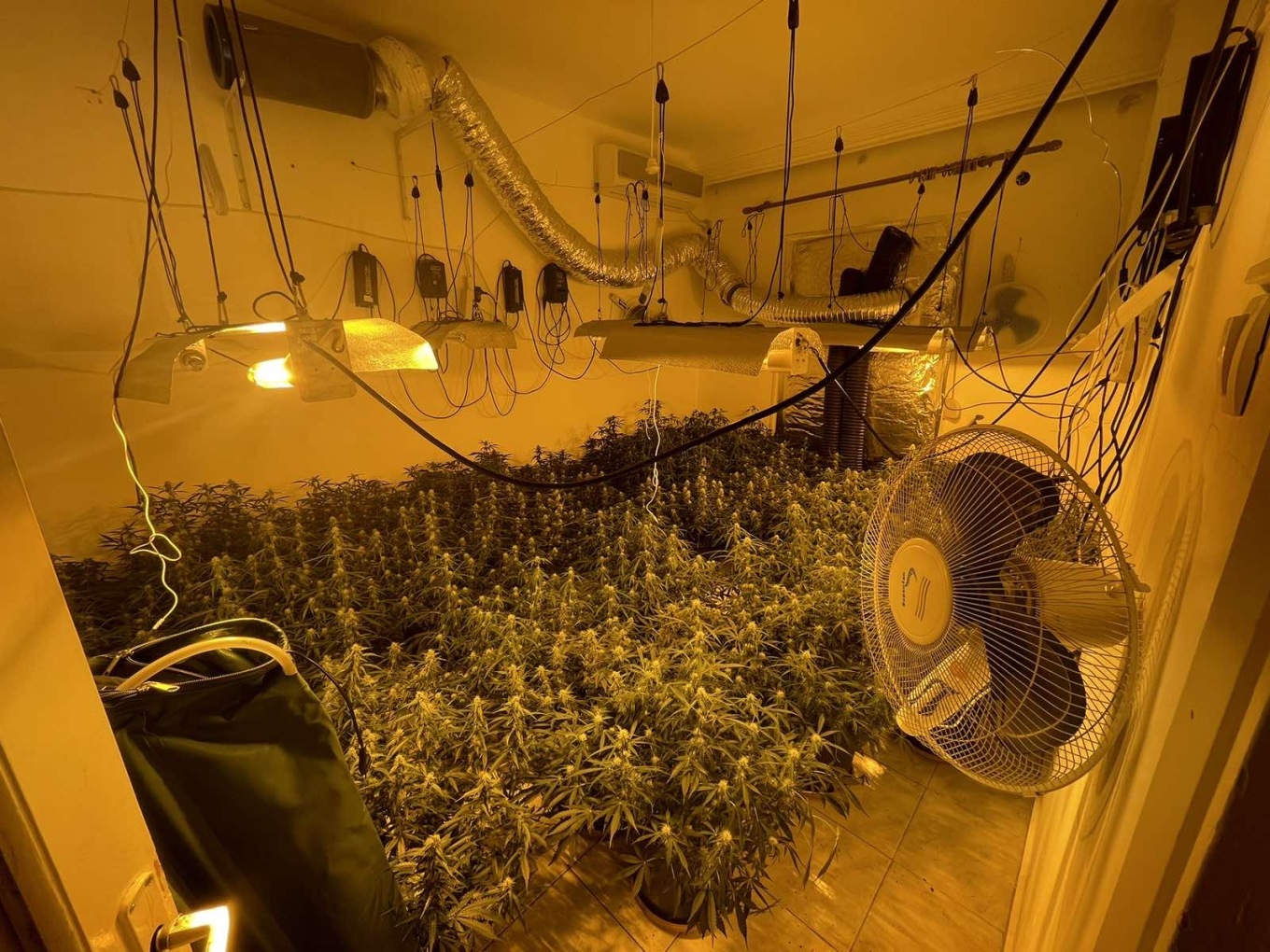 Συνελήφθη 32χρονος που καλλιεργούσε δενδρύλλια κάνναβης σε γλάστρες