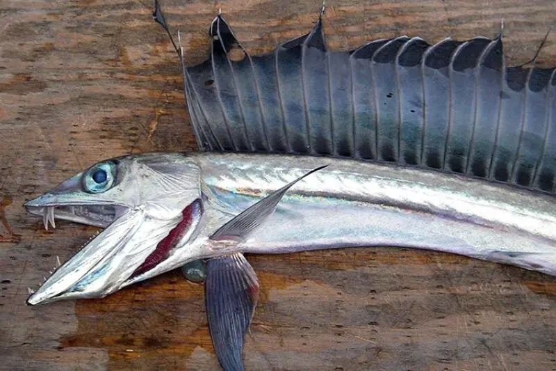 Σε συναγερμό βιολόγοι και αρχές για την επανεμφάνιση του ψαριού με κυνόδοντες κοντά στις ακτές