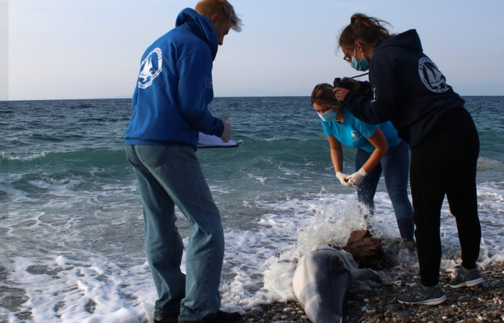 Εντοπίστηκε και δεύτερο νεκρό δελφίνι σε ακτή του βορείου Αιγαίου