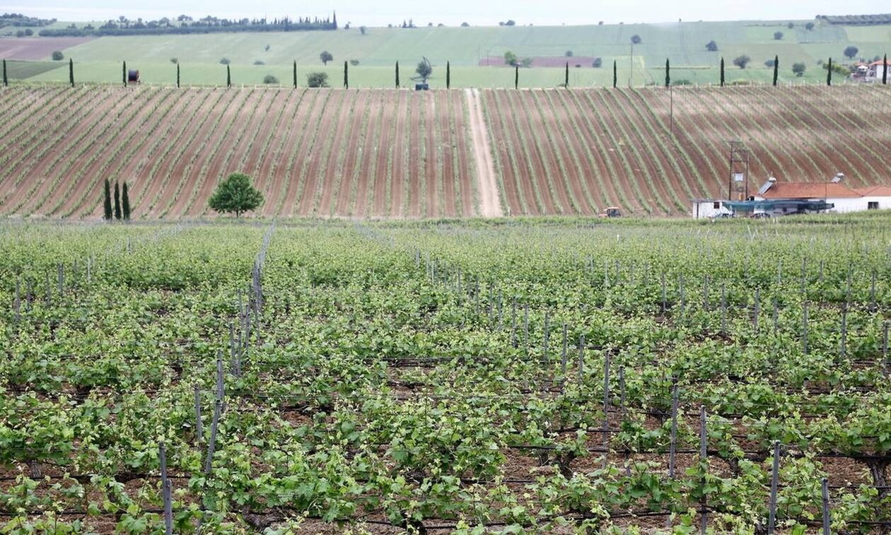 Πτώση 13,8% κατέγραψε η ελληνική οινοπαραγωγή το 2022