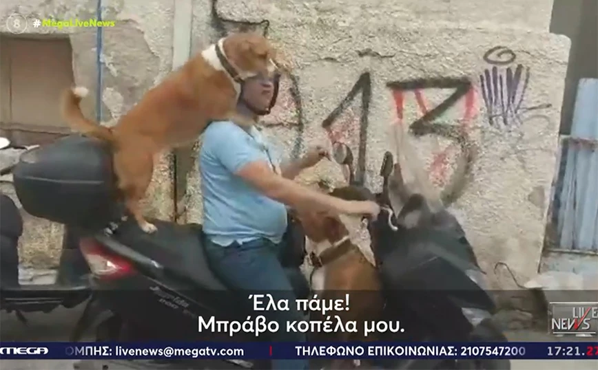 Κρήτη: Πρόστιμο γιατί ανέβηκε τρικάβαλο με τα δυο σκυλιά στο μηχανάκι (βίντεο)