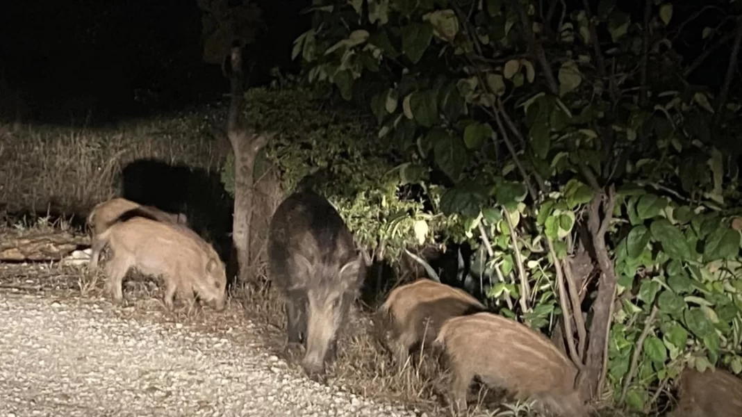 Στο νοσοκομείο μοτοσικλετιστής μετά από σύγκρουση με αγριογούρουνο