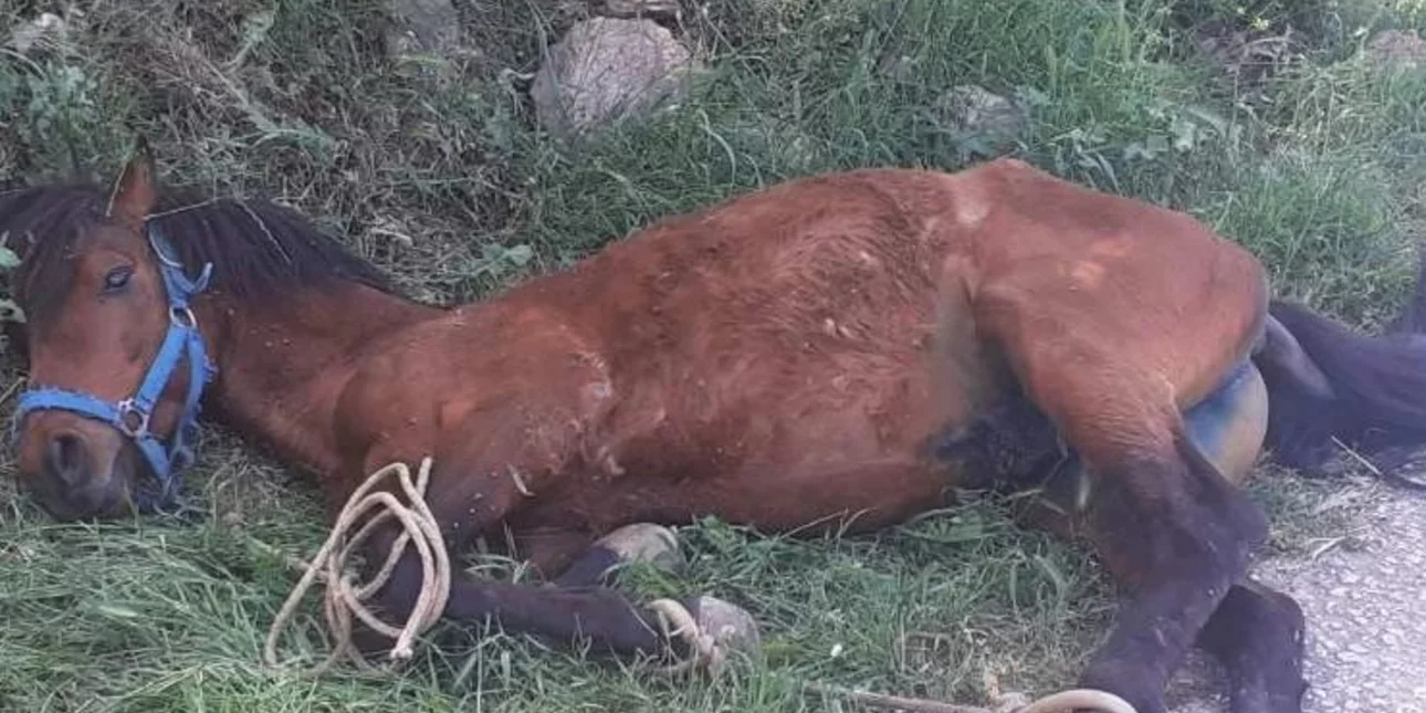 Σοκ με άλογο με δεμένα πόδια που κρεμόταν σε πλαγιά – Εψαχνε για νερό, «λύγισε» από εξάντληση