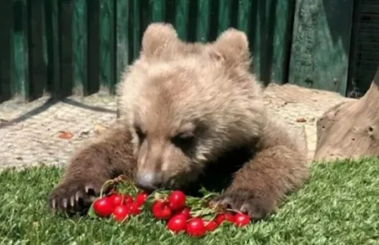 Θωμάς: Το ορφανό αρκουδάκι μεγάλωσε κι επέστρεψε στη φύση (βίντεο)