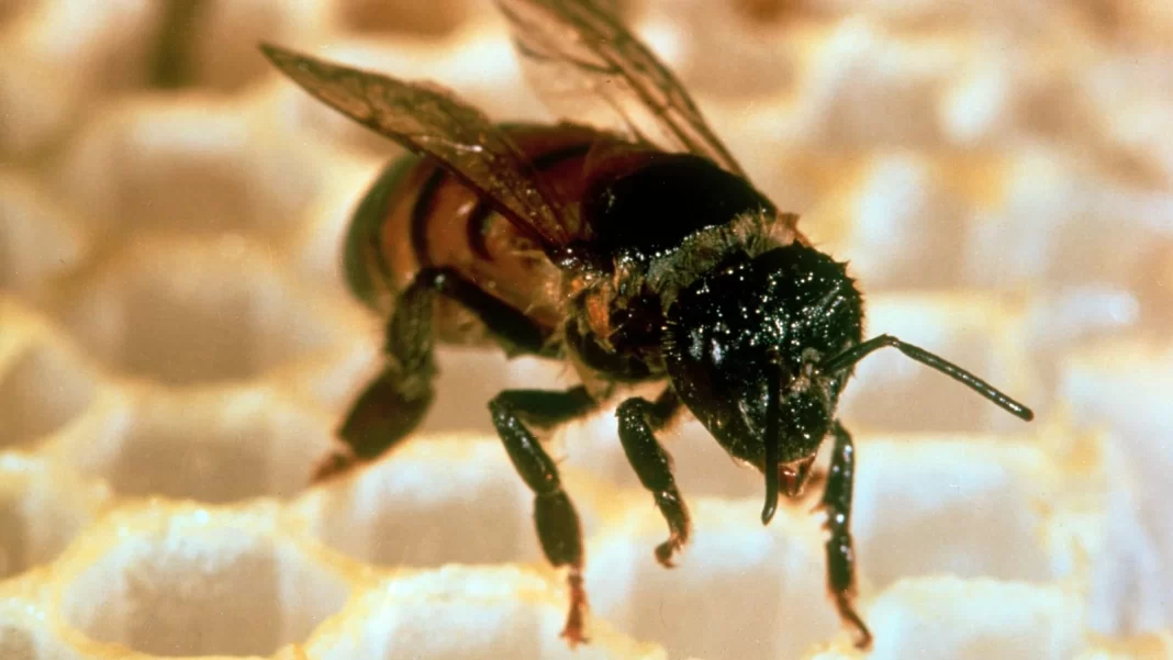 Έξι νεκροί από «μέλισσες- δολοφόνους» – Λεωφορείο έπεσε πάνω σε κυψέλες
