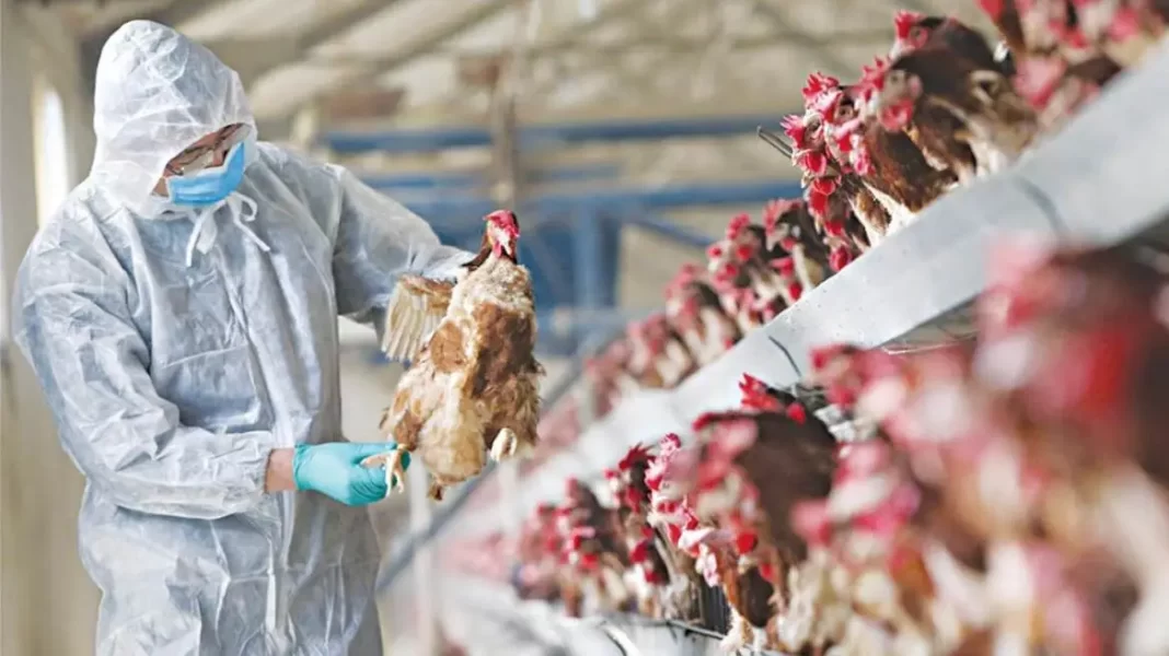 Θετικοί στη γρίπη των πτηνών δύο εργαζόμενοι σε βρετανικό πτηνοτροφείο