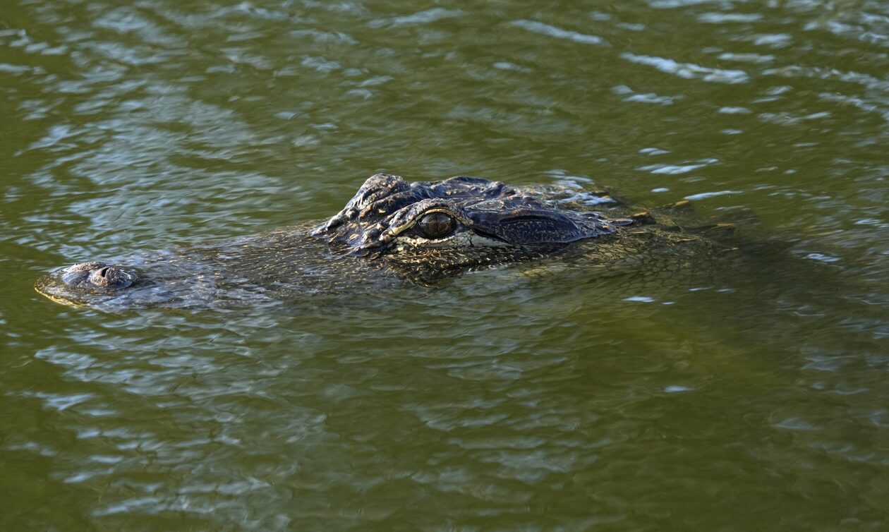 Πήγε στη λίμνη για την ανάγκη του και ο κροκόδειλος του έφαγε το χέρι