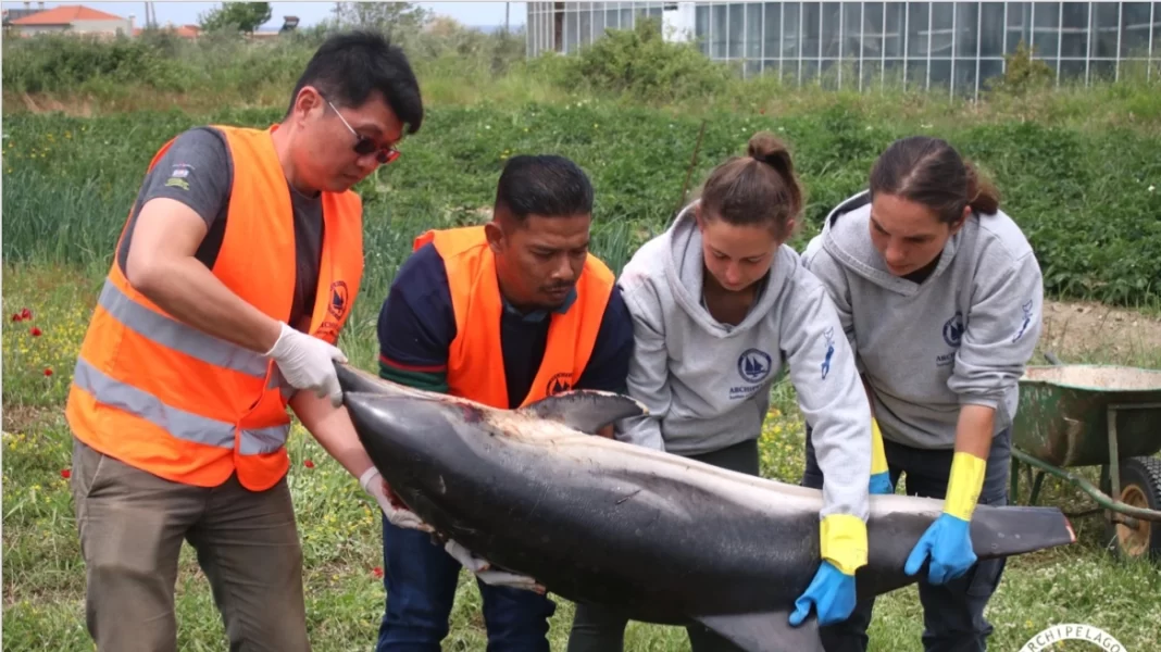 Ακρωτηριασμένο δελφίνι ξεβράστηκε στην ακτή