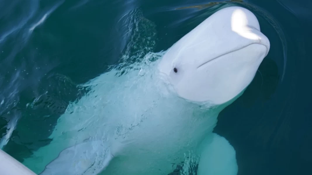 Συναγερμός στη Νορβηγία: «Μείνετε μακριά από την φάλαινα - κατάσκοπο»