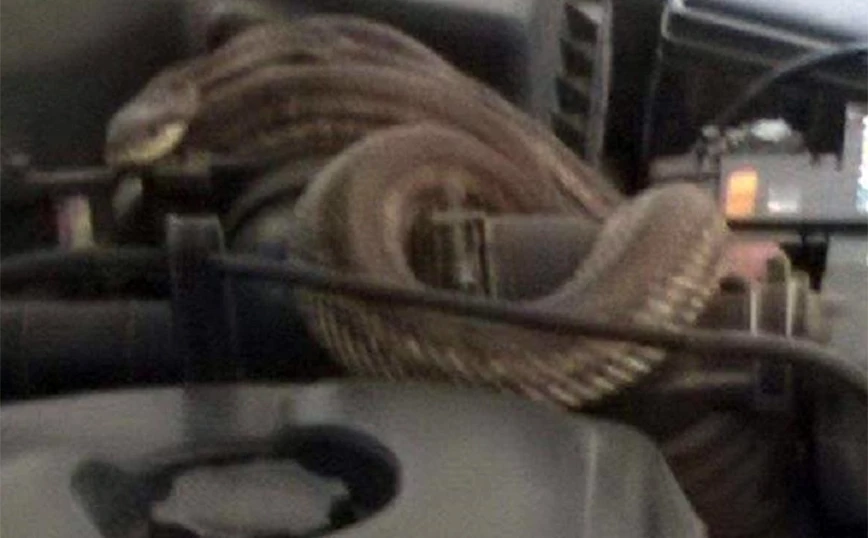 Οδηγός άνοιξε το καπό του αυτοκινήτου του και βρήκε φίδι τυλιγμένο στον κινητήρα