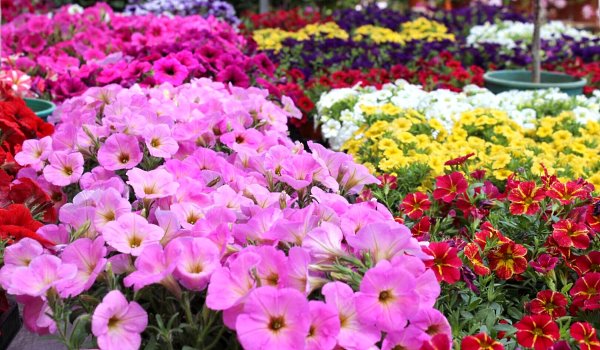 Γιορτή λουλουδιών στην Αγ. Βαρβάρα Μουρνιών