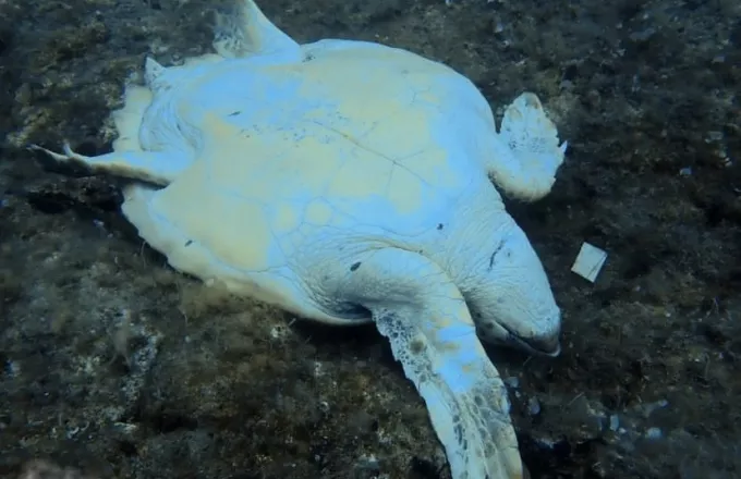 Νεκρή θαλάσσια χελώνα - Φέρει τραύματα από μαχαίρι