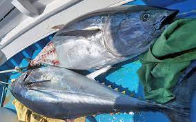 Διακοπή αλιείας τόννου λόγω εξάντλησης της εθνικής ποσόστωσης
