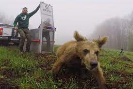 Ο Θωμάς, το αρκουδάκι που έγινε viral, επέστρεψε στη φύση