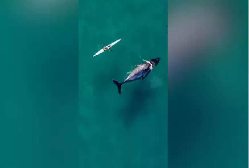 Μοναδική εμπειρία: Έκανε καγιάκ και δίπλα του κολυμπούσε μια φάλαινα – Δείτε το βίντεο