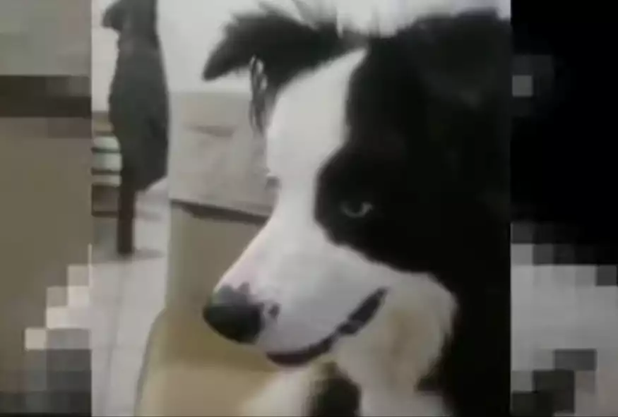 Υπέροχο βίντεο: Η Diva είναι σκυλίτσα φαινόμενο και γίνεται… viral!