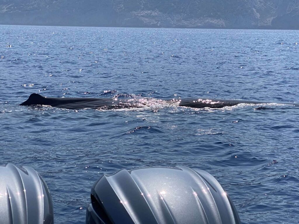 Κρήτη: Παιχνιδιάρα φάλαινα ξετρέλανε επισκέπτες σε σκάφος