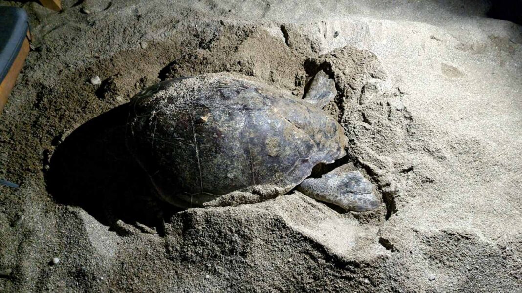 Kρήτη: Θαλάσσια χελώνα επί ώρες προσπαθούσε να βρει χώρο να γεννήσει τα αυγά της αλλά έπεφτε σε… ξαπλώστρες