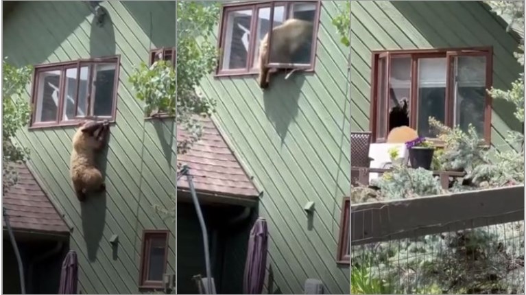 Viral η αρκούδα «διαρρήκτης» που μπούκαρε σε σπίτι – Έφυγε σαν… κυρία (βίντεο)