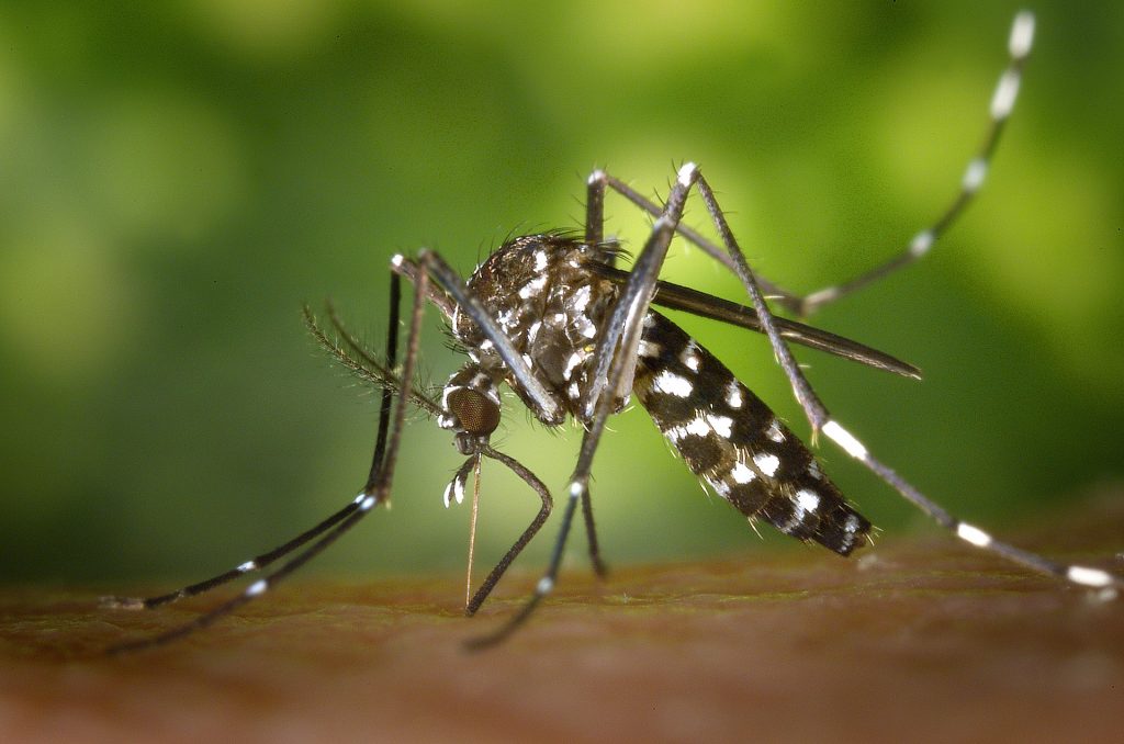Κουνούπια: Νέα είδη αυξάνουν τον κίνδυνο ασθενειών