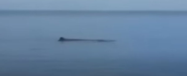 Φάλαινα εμφανίστηκε στη Μαρμαρίδα – Άφωνοι οι τουρίστες